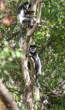 Image of Colobus guereza matschiei Neumann 1899