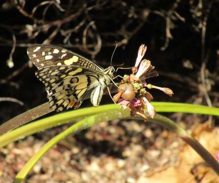 Plancia ëd Papilio demoleus Linnaeus 1758