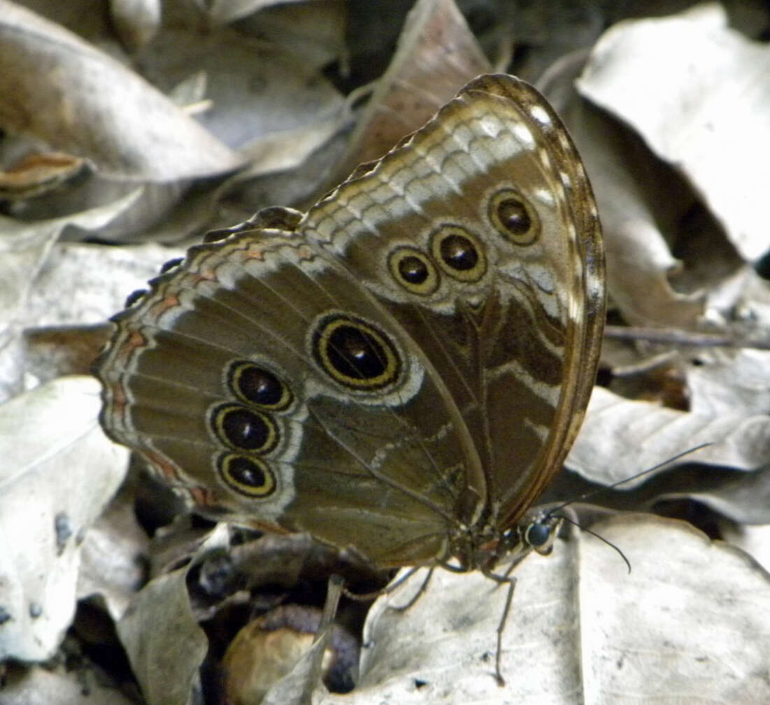 Morpho helenor Cramer 1782的圖片