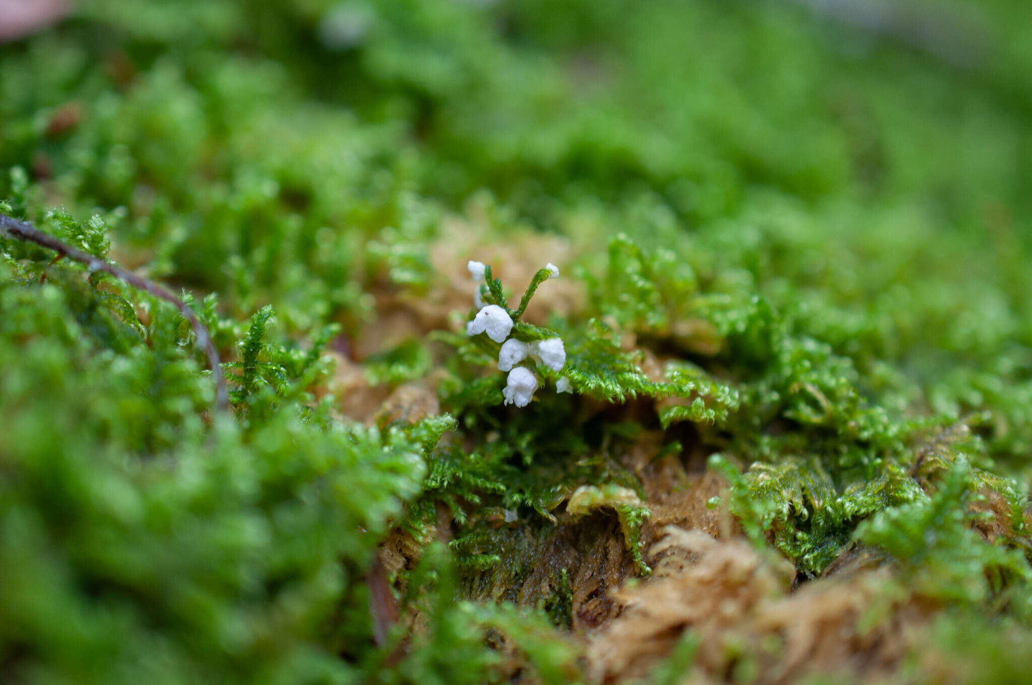 Rimbachia arachnoidea (Peck) Redhead 1984的圖片