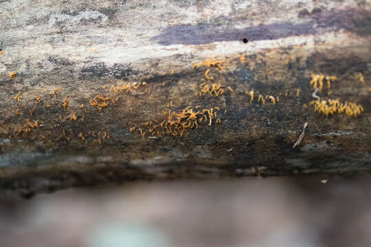 Image of Calocera viscosa (Pers.) Fr. 1821