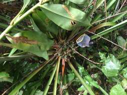 Image of Bromelia arubaiensis Ibisch & R. Vásquez