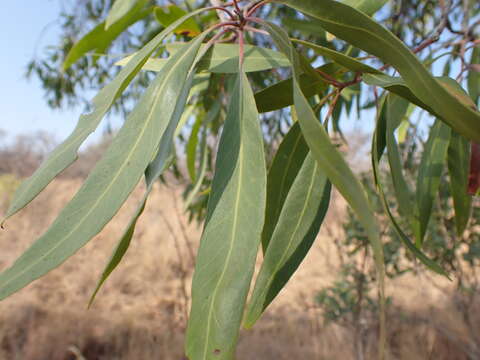 Image of Transvaal beech