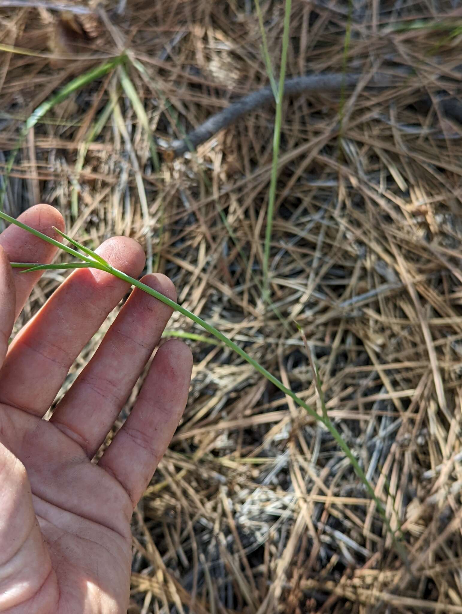 Image of Munz's mariposa lily