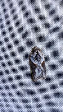 Image of Acleris hastiana Linnaeus 1758