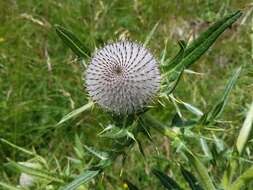 Image of woolly thistle