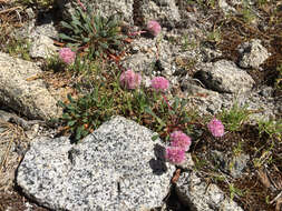 صورة Cistanthe monosperma (E. Greene) M. A. Hershkovitz