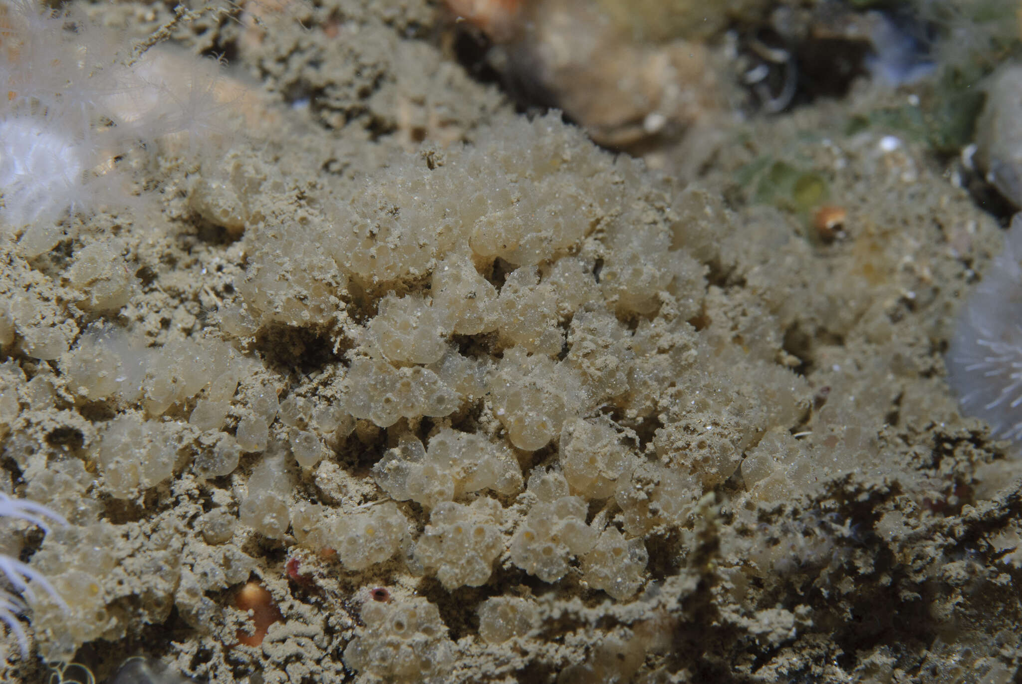 Image of Archidistoma aggregatum Garstang 1891