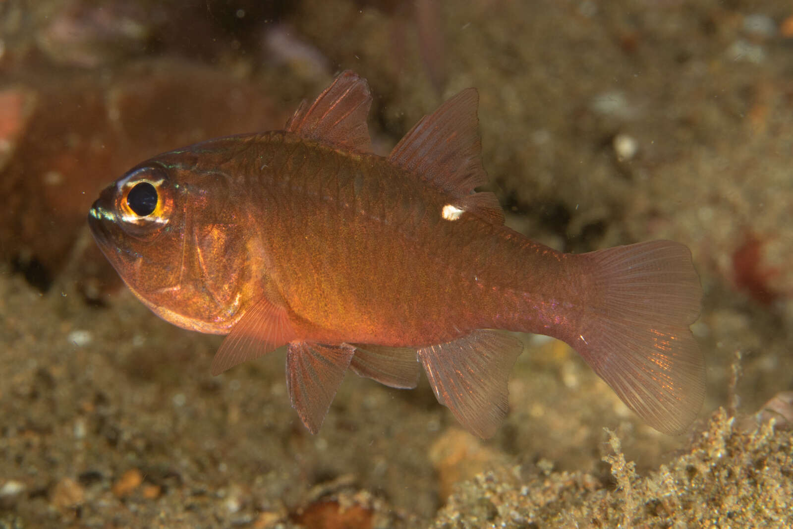 Image of Moluccan cardinalfish