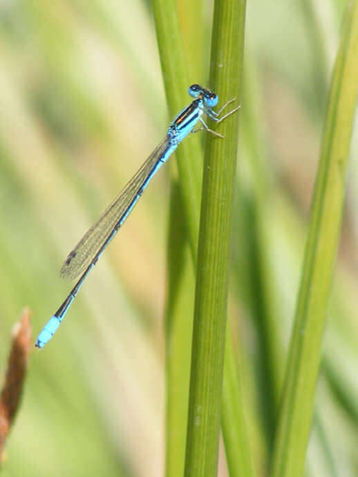 Image of Swamp Bluet