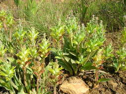 Image de Lachenalia orchioides subsp. orchioides