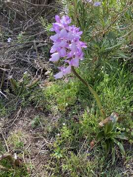 Image de Orchis mascula subsp. scopulorum (Summerh.) H. Sund. ex H. Kretzschmar, Eccarius & H. Dietr.