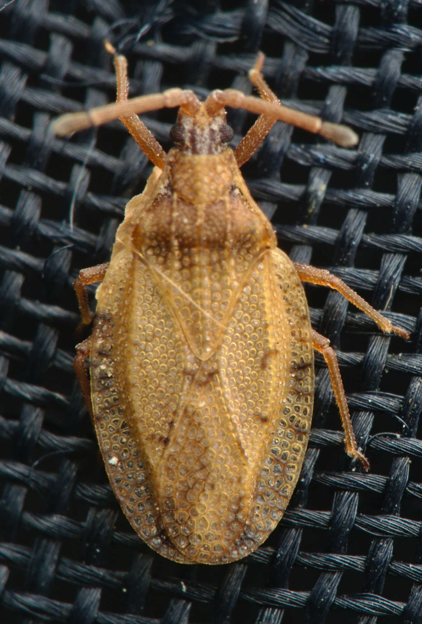 Catoplatus resmi