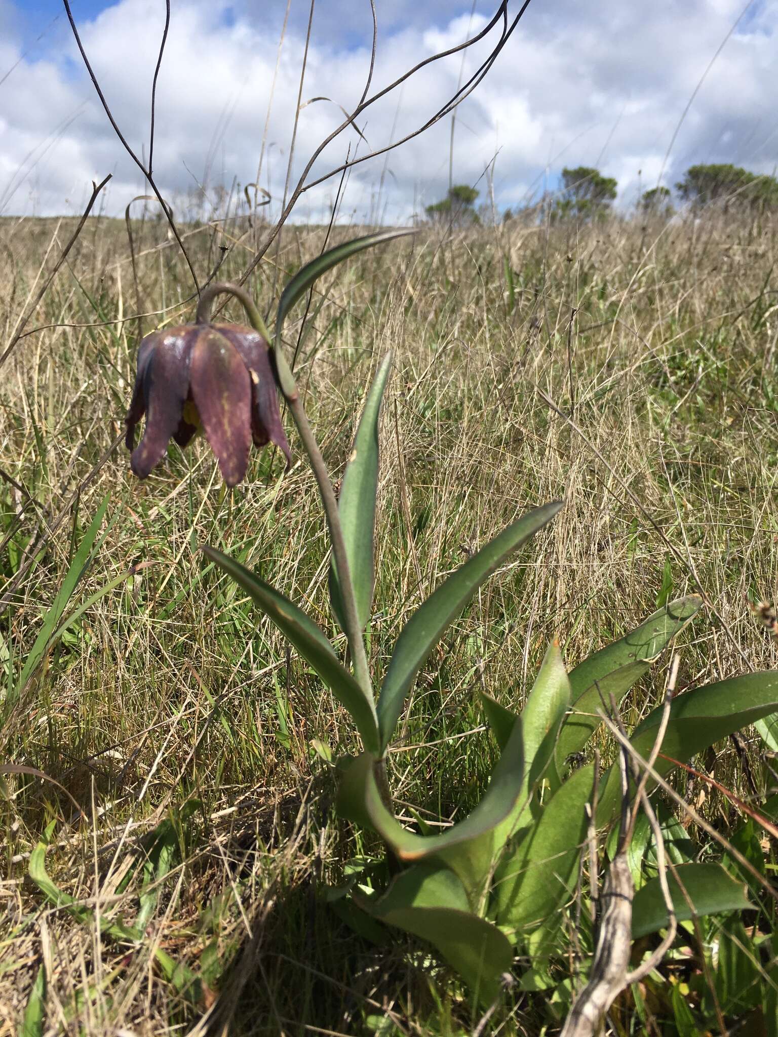 Image of checker lily