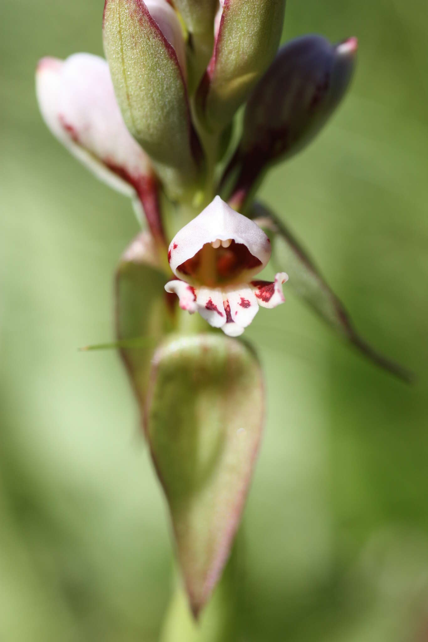 Image de Satyrium sphaerocarpum Lindl.