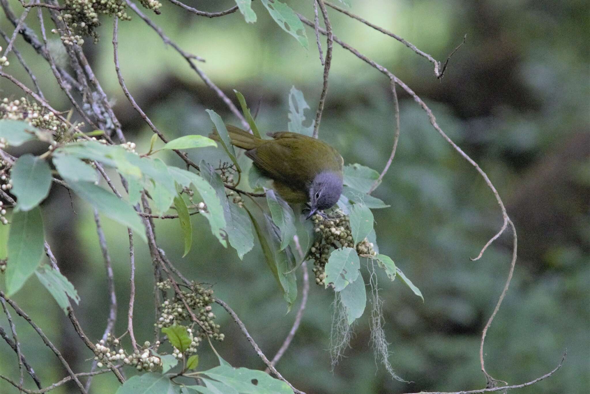 Image of Western Greenbul