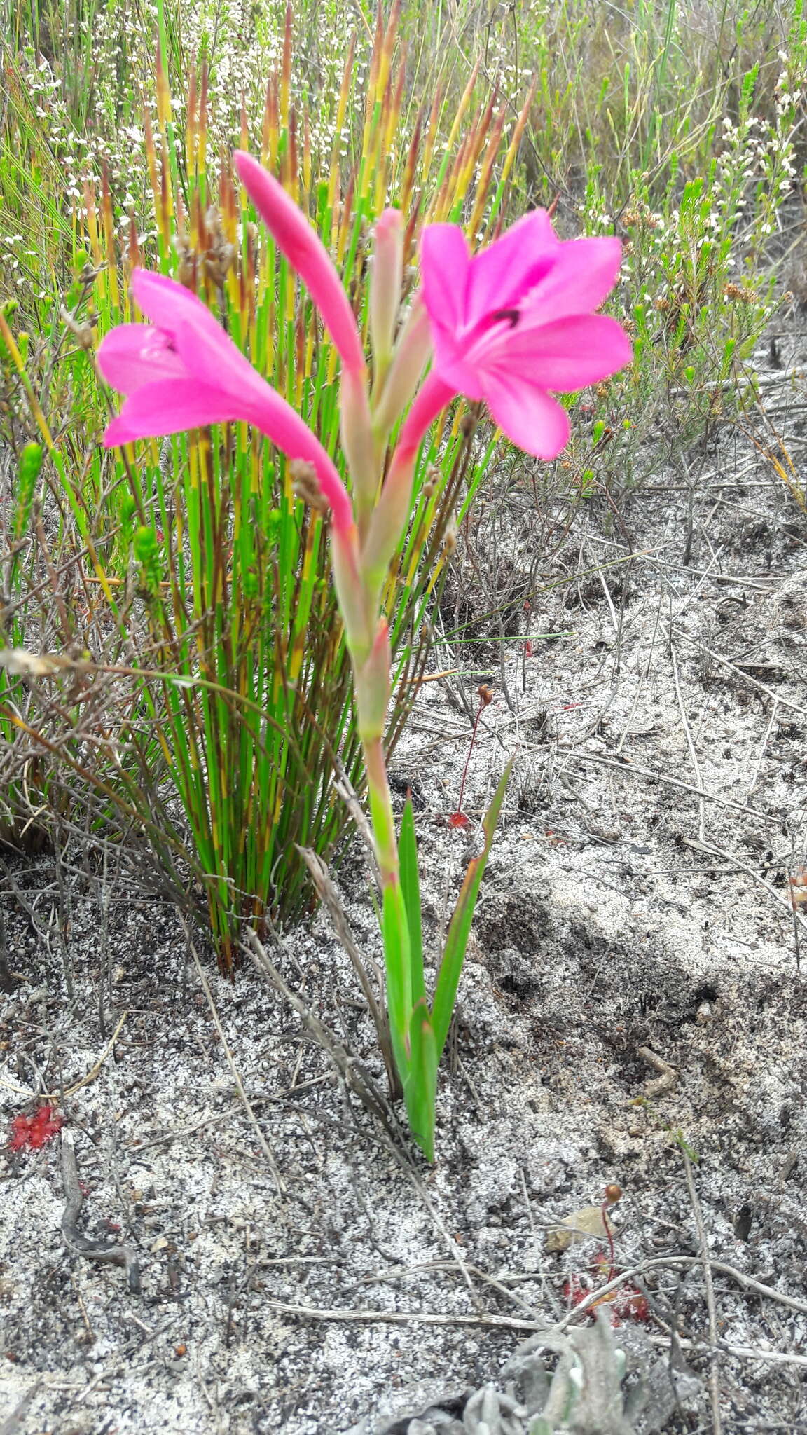 Слика од Watsonia coccinea (Herb. ex Baker) Baker