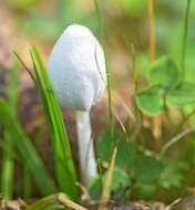 Image de Coprin blanc de neige