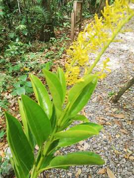 Imagem de Vochysia guatemalensis J. D. Smith