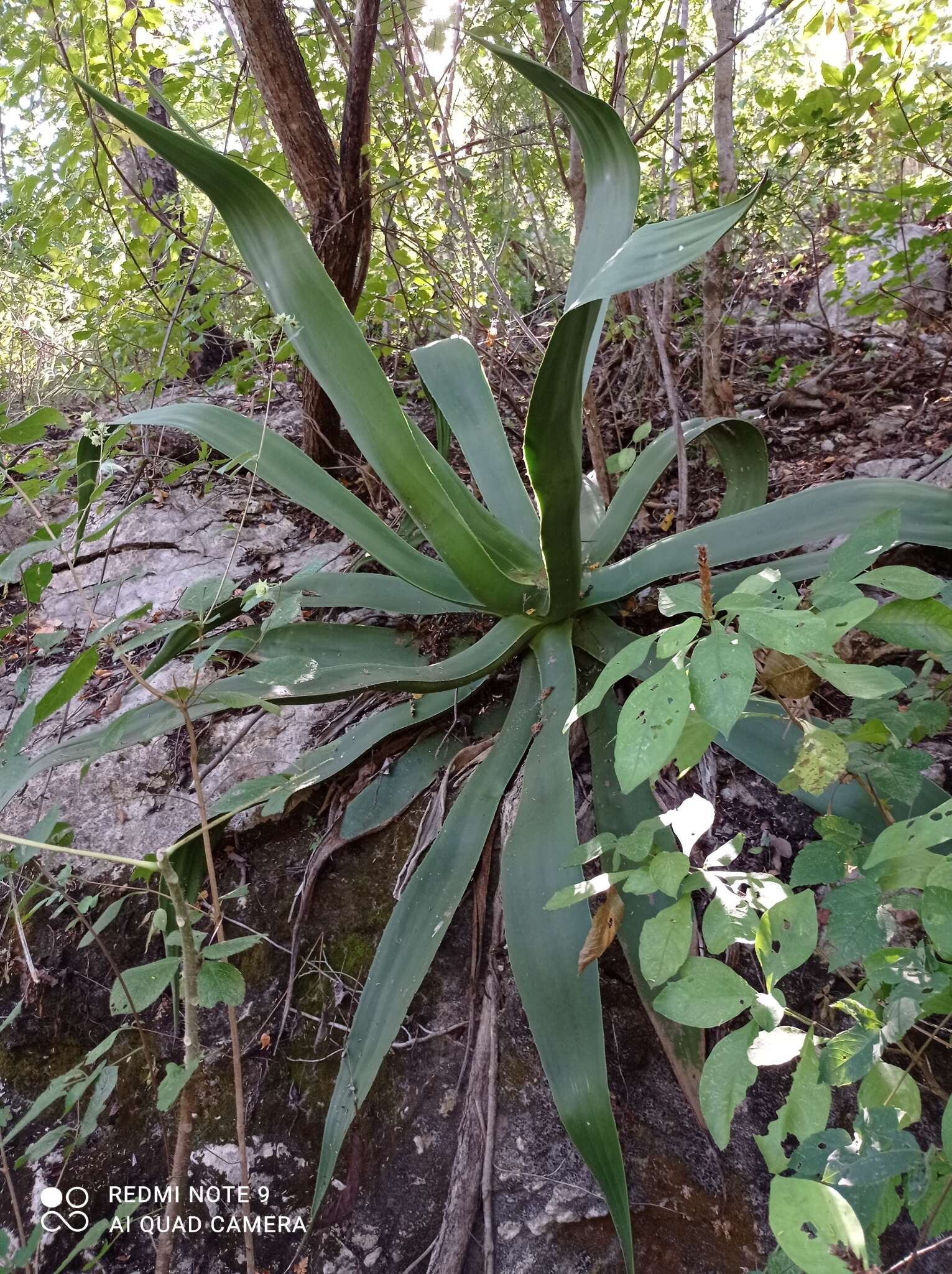 Image of Grijalva's agave
