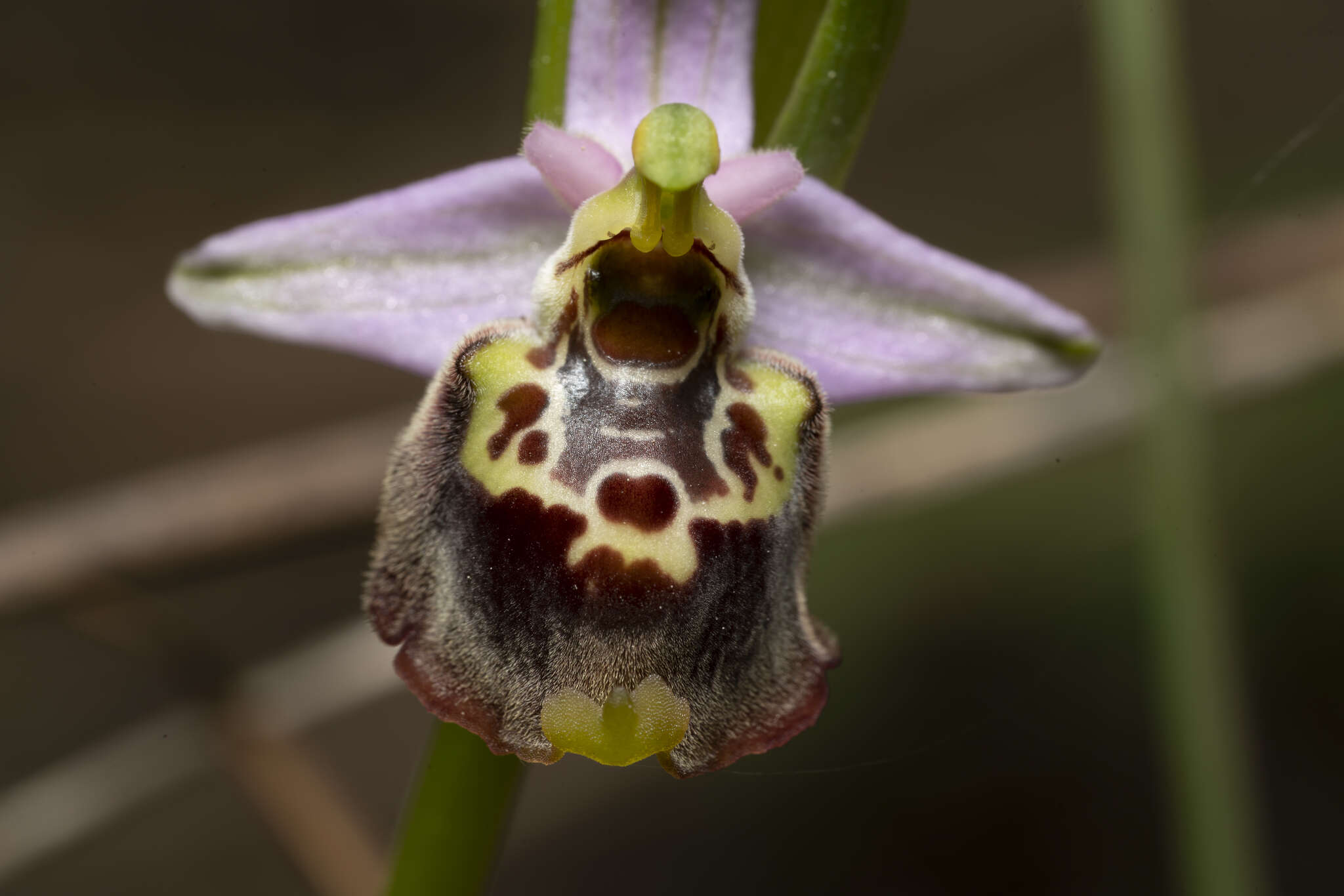 Image of Ophrys fuciflora subsp. candica E. Nelson ex Soó