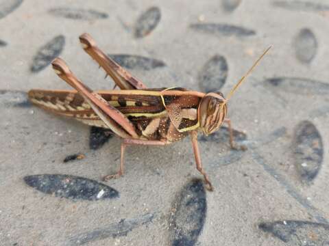 Image of Cyrtacanthacris tatarica (Linnaeus 1758)