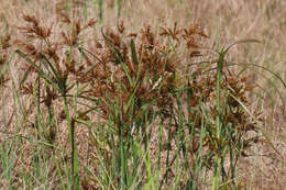 Image de Cyperus exaltatus Retz.