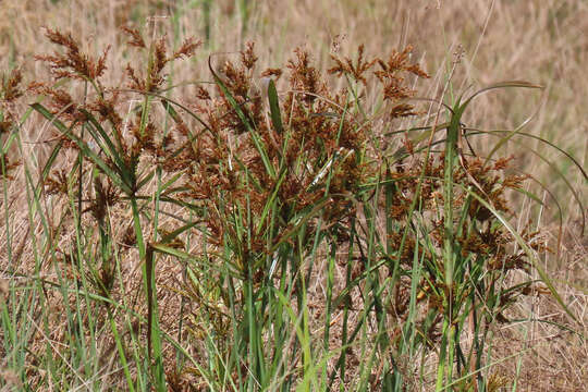 Image de Cyperus exaltatus Retz.