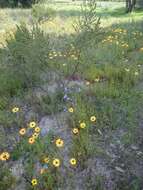 Image of Heliophila coronopifolia L.