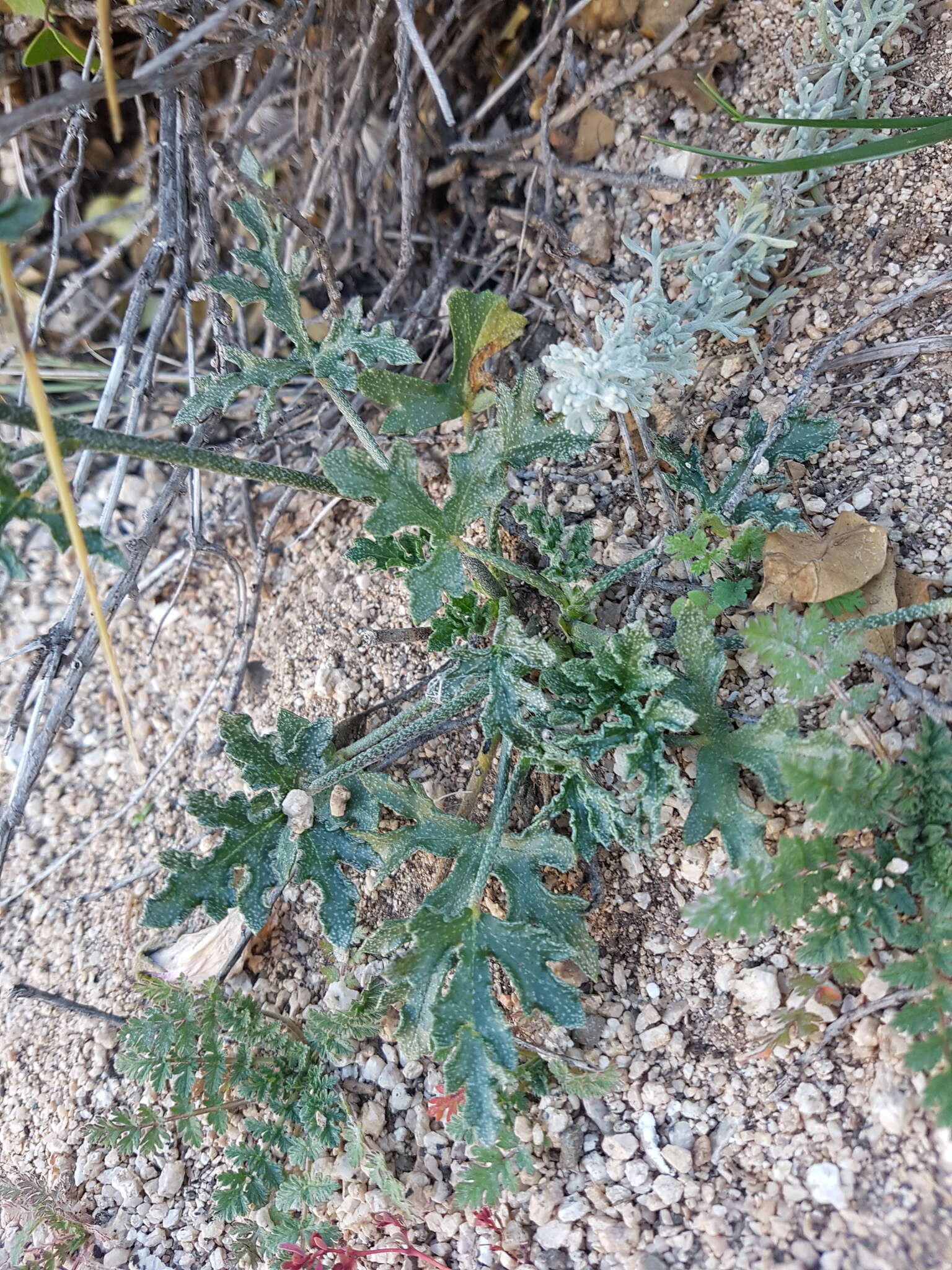 Plancia ëd Lecanophora heterophylla (Cav.) Krapov.