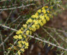 Plancia ëd Acacia pycnocephala Maslin