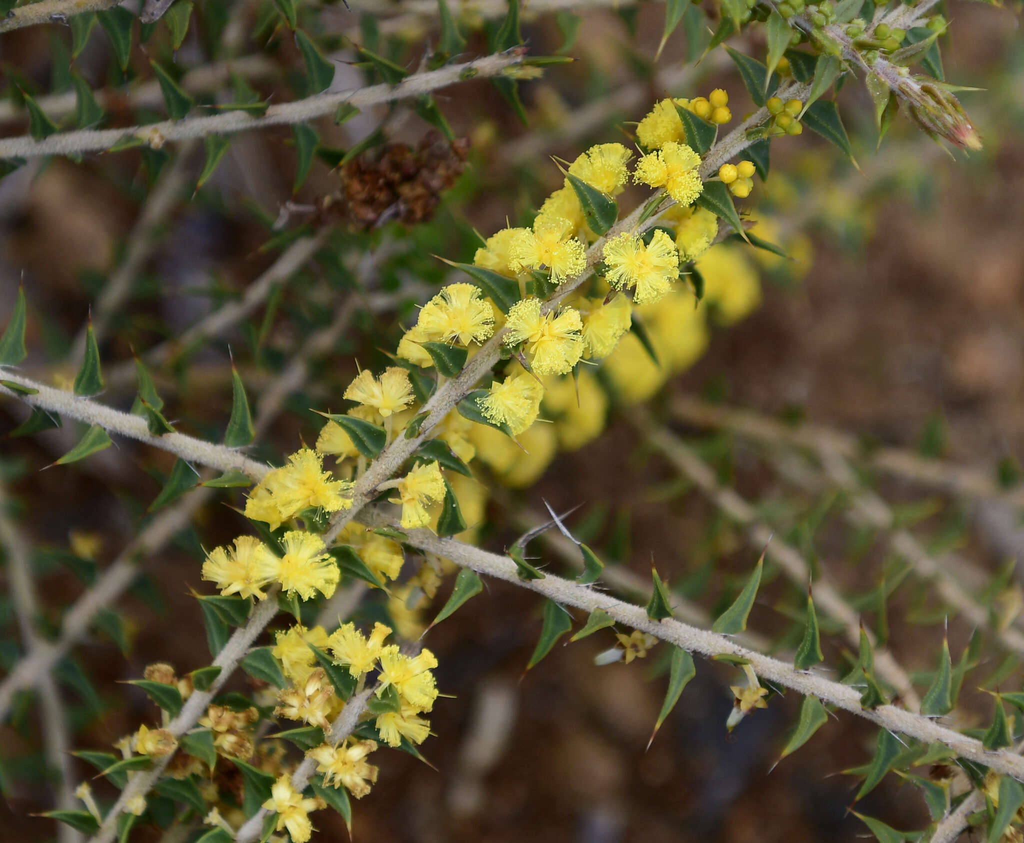 Plancia ëd Acacia pycnocephala Maslin