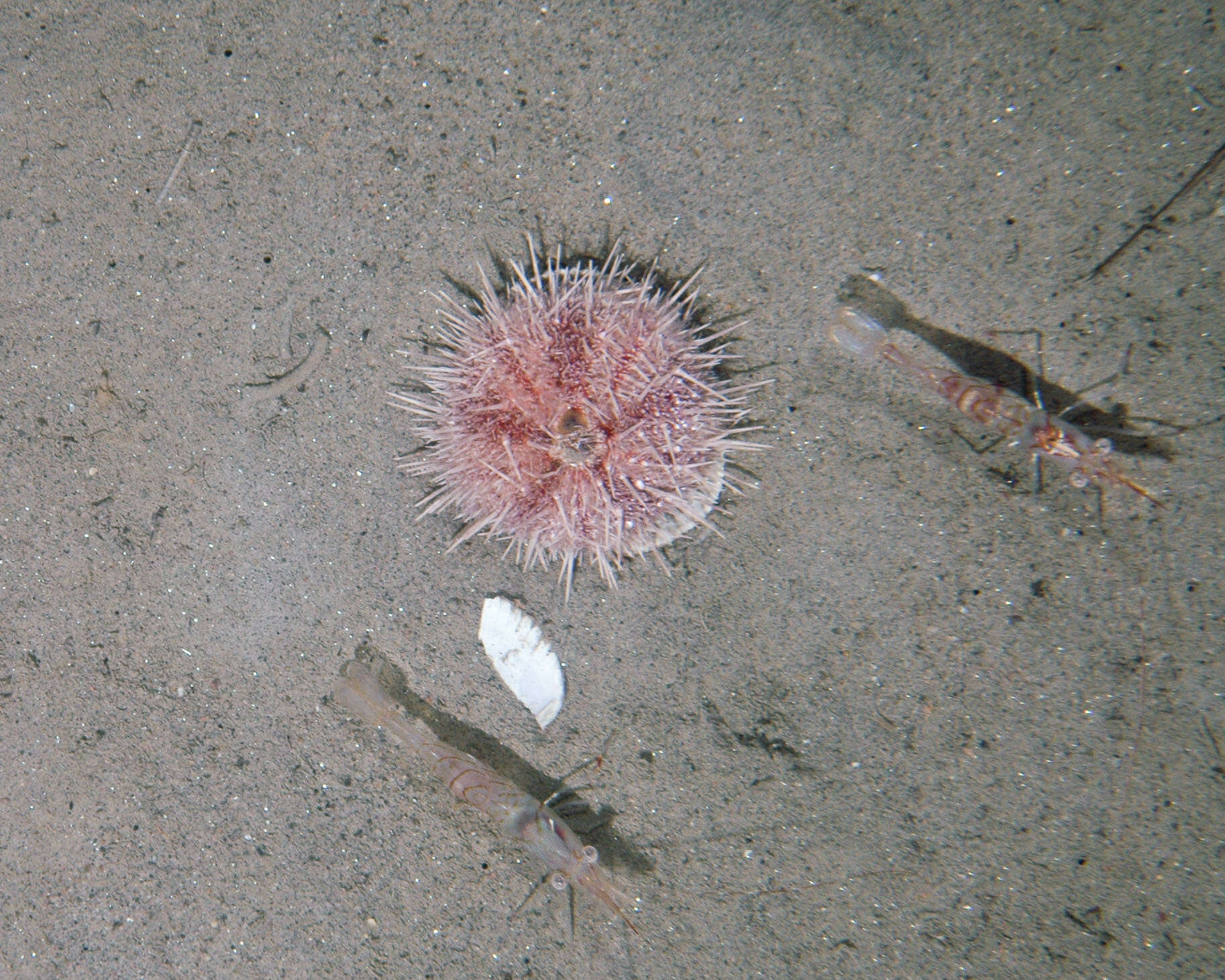 Image of White sea urchin