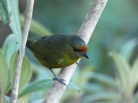 Image of Spot-crowned Euphonia