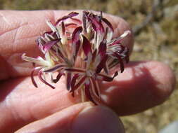 Image of Pelargonium auritum subsp. auritum