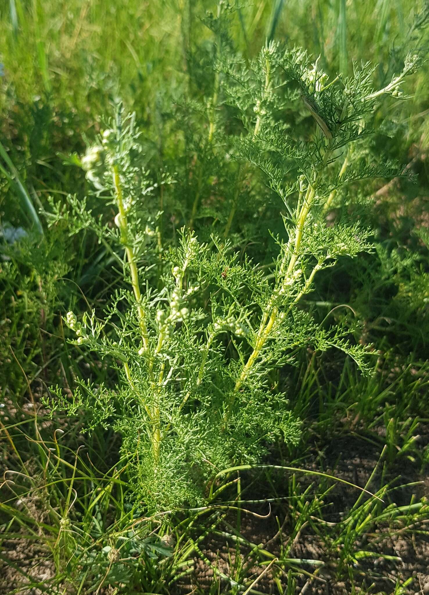 Image of Artemisia adamsii Bess.