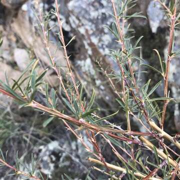 Image of Caragana pygmaea (L.) DC.