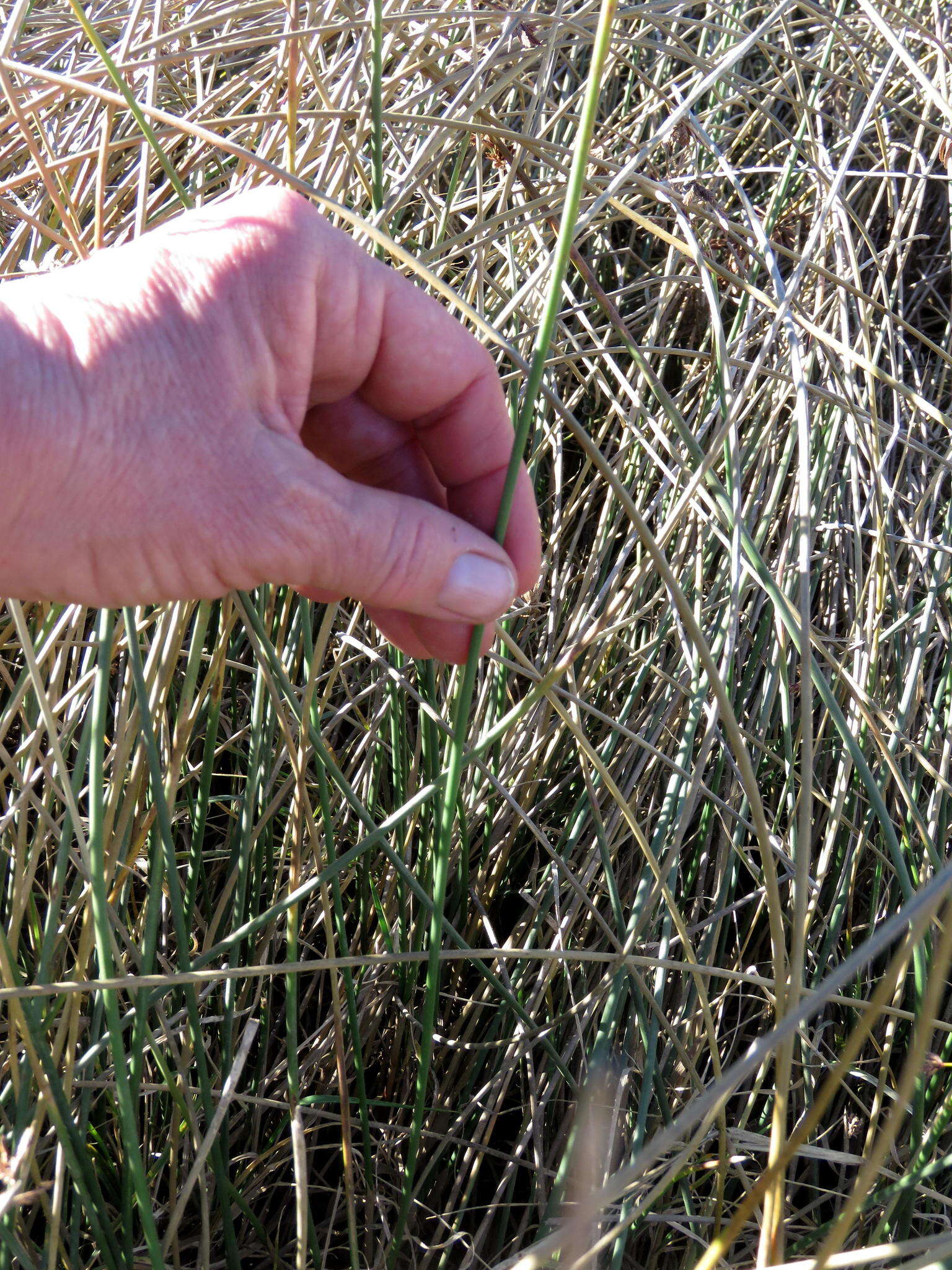 Imagem de Cyperus marginatus Thunb.