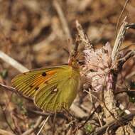 Image of clouded yellow