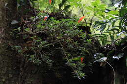 Image of Columnea glabra Oerst.