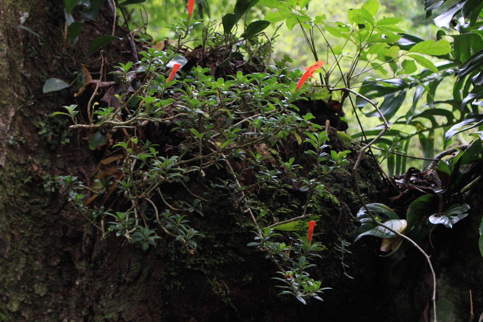 Image of Columnea glabra Oerst.