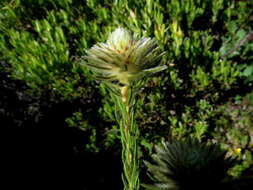 Image of Phylica pubescens var. orientalis Pillans