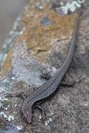 Image of Tasmanian Tree Skink