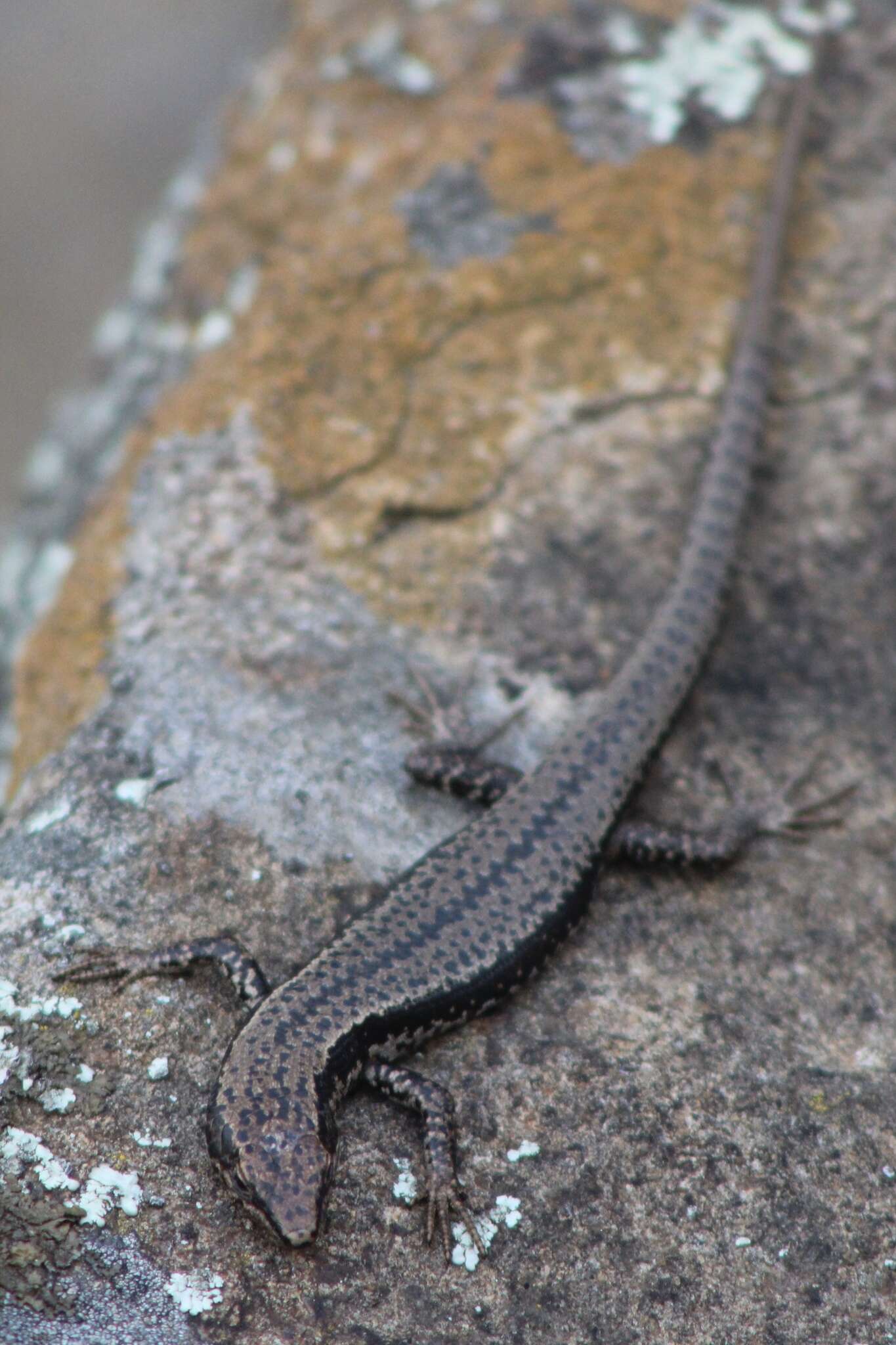 Image of Tasmanian Tree Skink