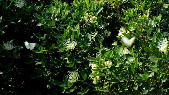 Image of Cucumber-bush