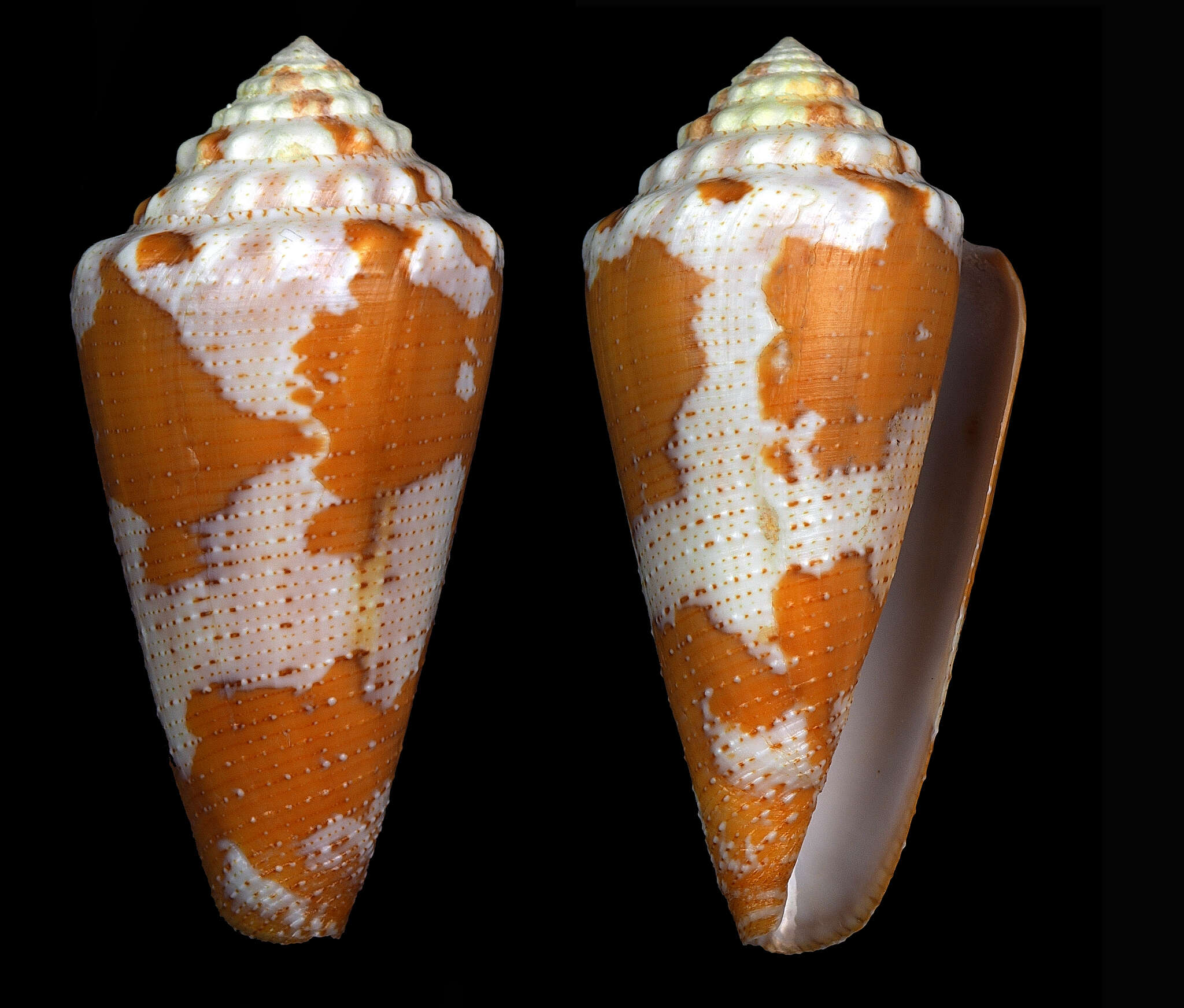 Imagem de Conus aurantius Hwass ex Bruguière 1792