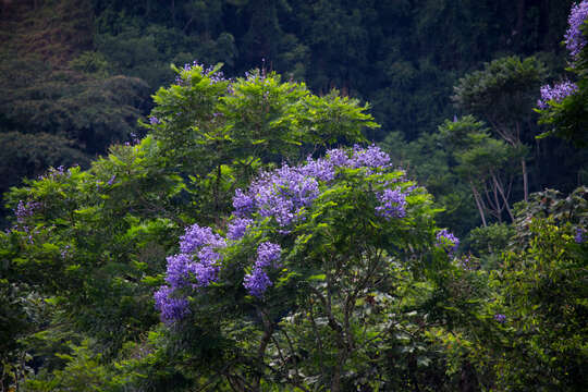 Image of Jacaranda copaia (Aubl.) D. Don