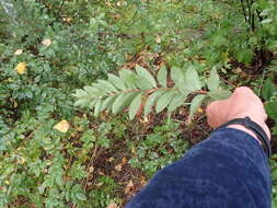 Image of Spiraea flexuosa Fisch. ex Cambess.