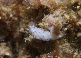 Sivun Hypselodoris lacuna Gosliner & R. F. Johnson 2018 kuva