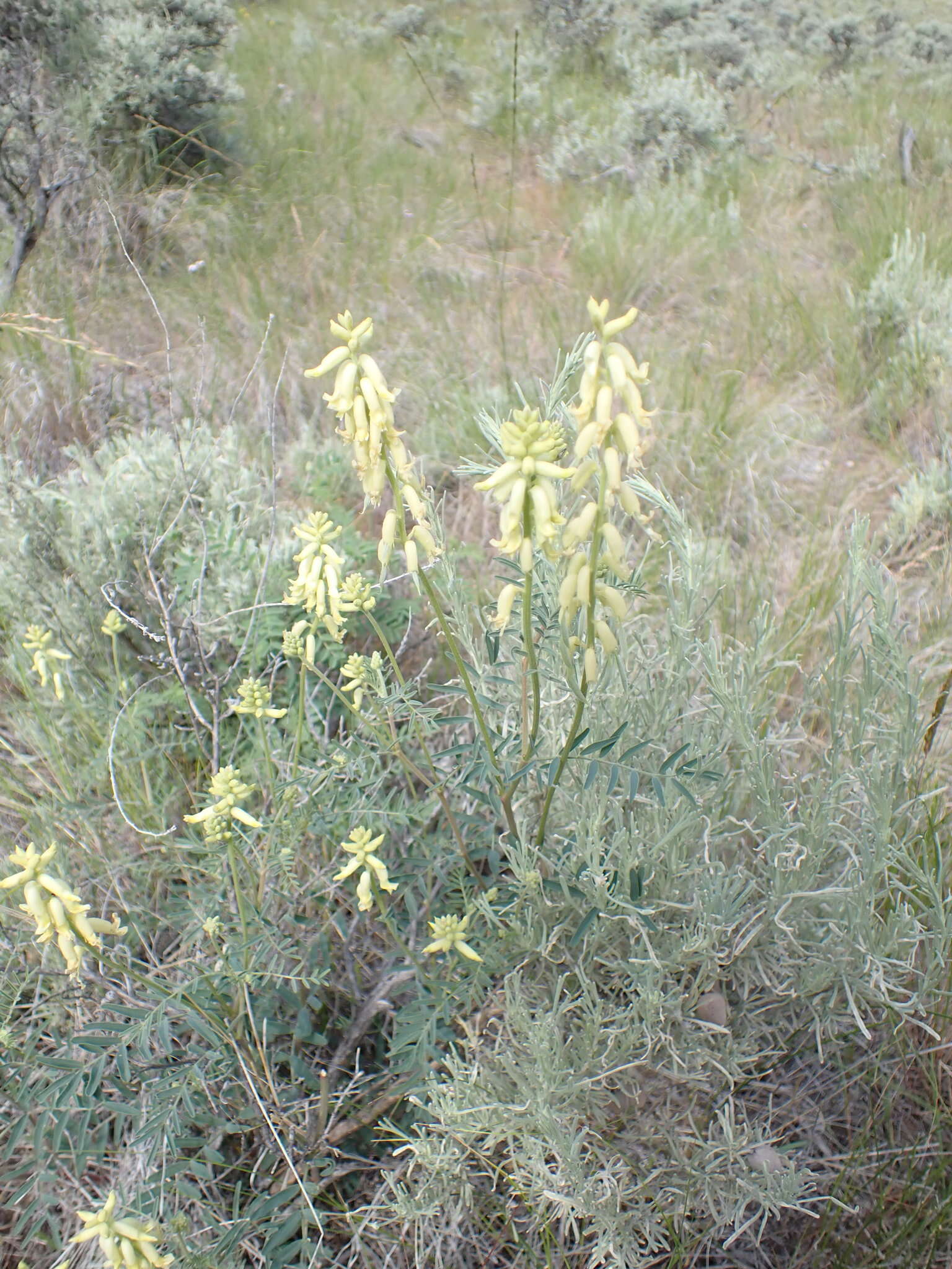 Image of hillside milkvetch